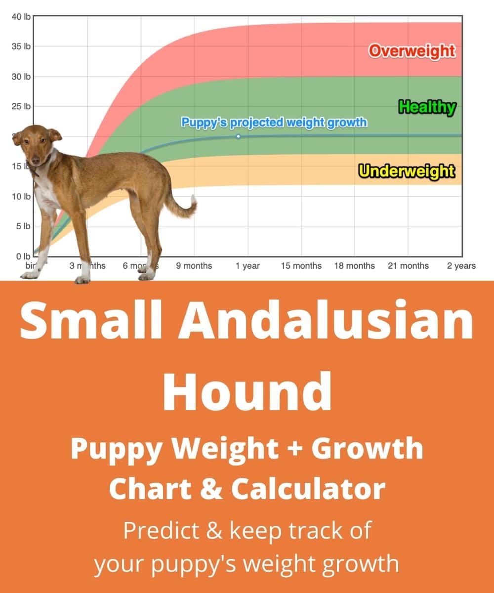 small-andalusian-hound Puppy Weight Growth Chart small-andalusian-hound Puppy Weight Growth Chart